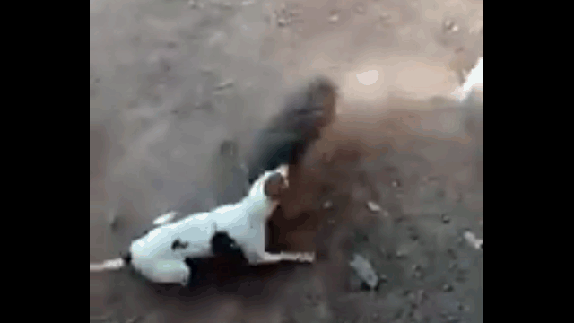 Video: Bị chó Pitbull truy sát, lợn rừng quay lại phản đòn gay gắt