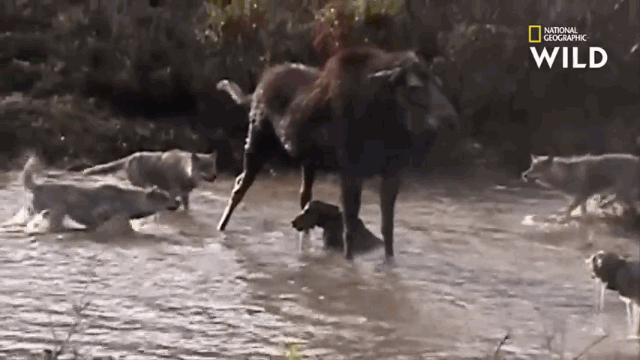 video nai sung tam tu chien bay cho soi bao ve con