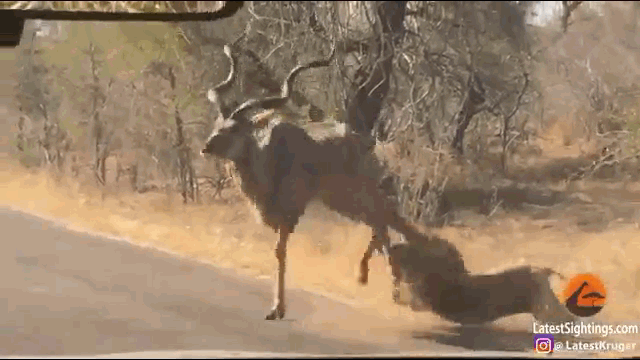 video hung ho san linh duong su tu bi con mo i dap thua song thieu chet