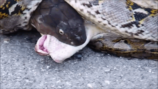 video bi ho mang chu a tiem no c do c tran khu ng bo ma ng trong dau do n