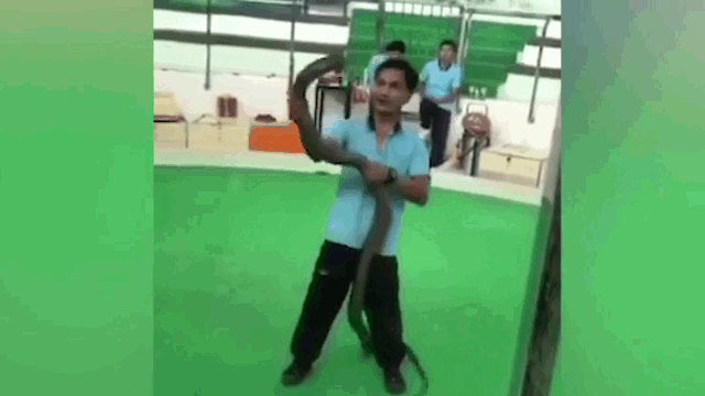 Video: Đang say sưa biểu diễn, người đàn ông bất ngờ bị hổ mang chúa cắn trúng tay