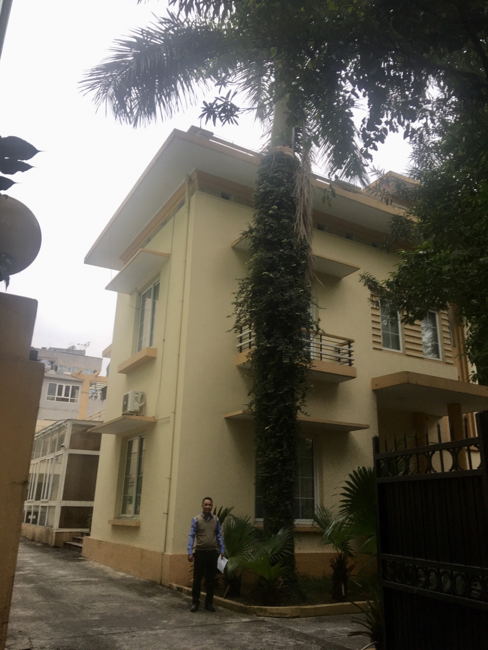 Cọ Hoàng gia - biểu tượng của đất nước Cuba vươn xanh trên đất Việt