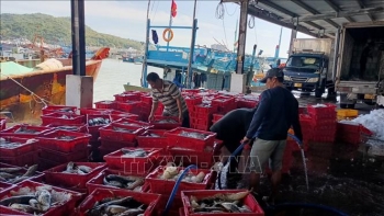 Ngư dân phấn khởi vì thắng lợi chuyến đi biển 