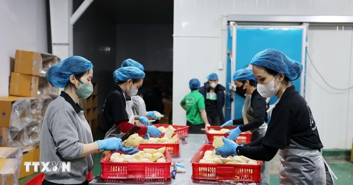 CNBC: Việt Nam chính thức trở thành “vua sầu riêng” thế giới