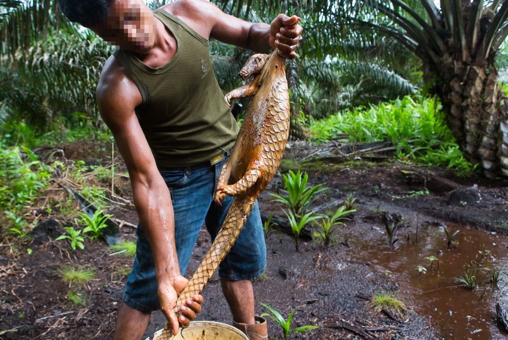CHANGE và WildAid Việt Nam khởi động dự án truyền thông nâng cao ý thức bảo tồn tê tê
