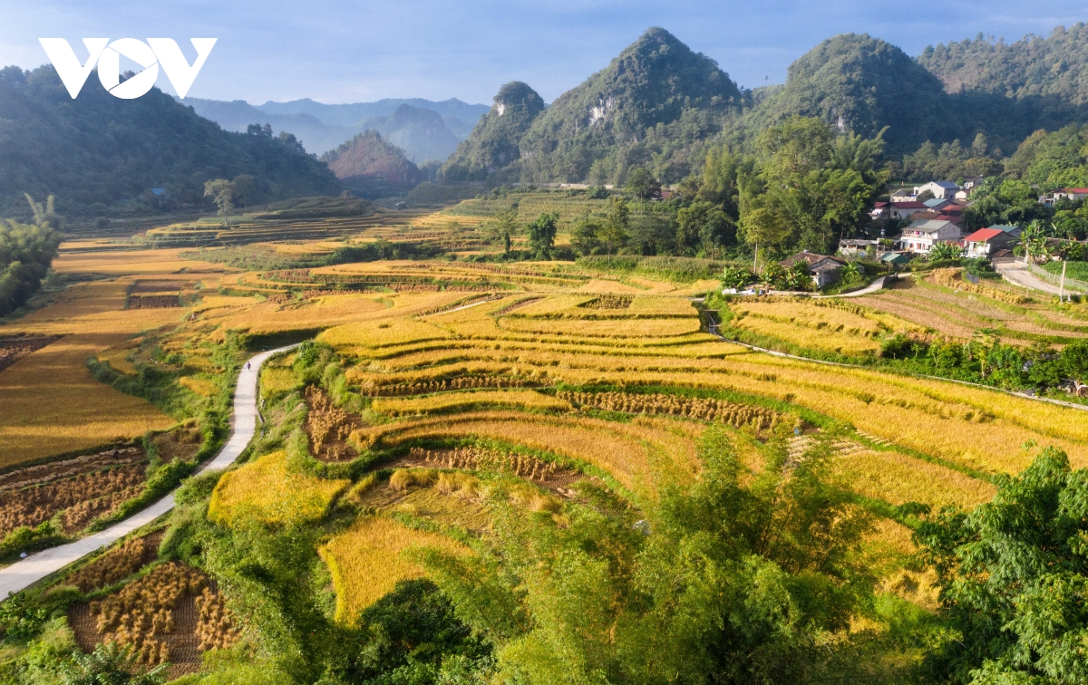 mua vang dep nao long noi bien cuong cao bang hinh anh 12