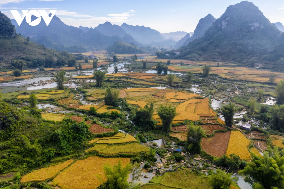 mua vang dep nao long noi bien cuong cao bang hinh anh 2