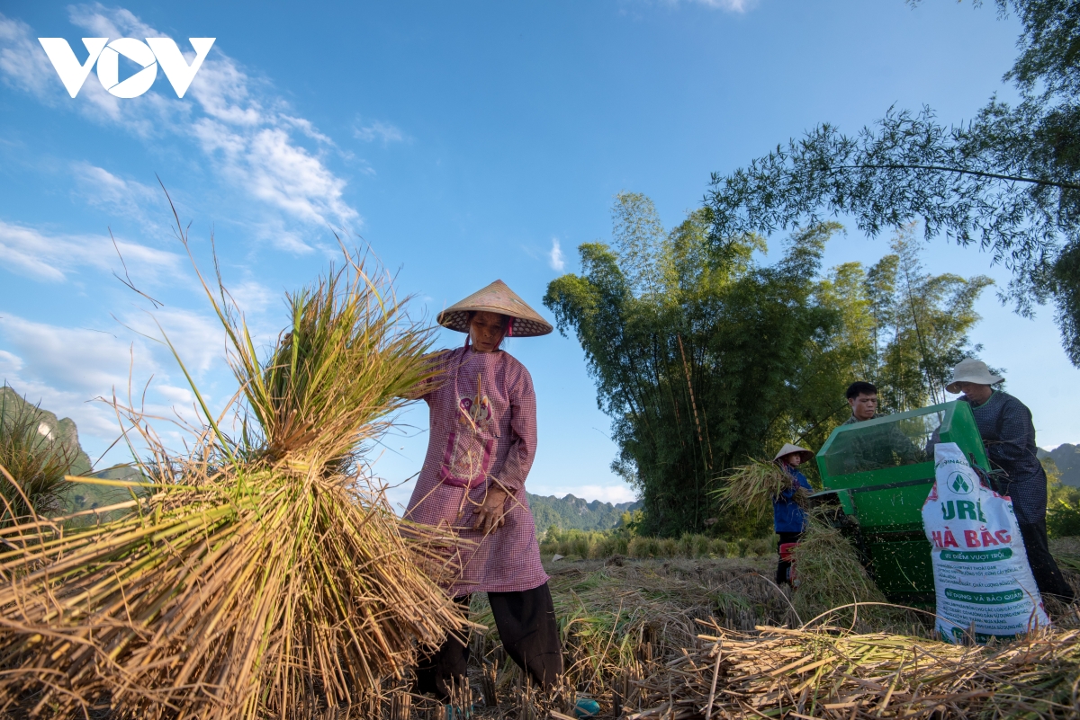mua vang dep nao long noi bien cuong cao bang hinh anh 4