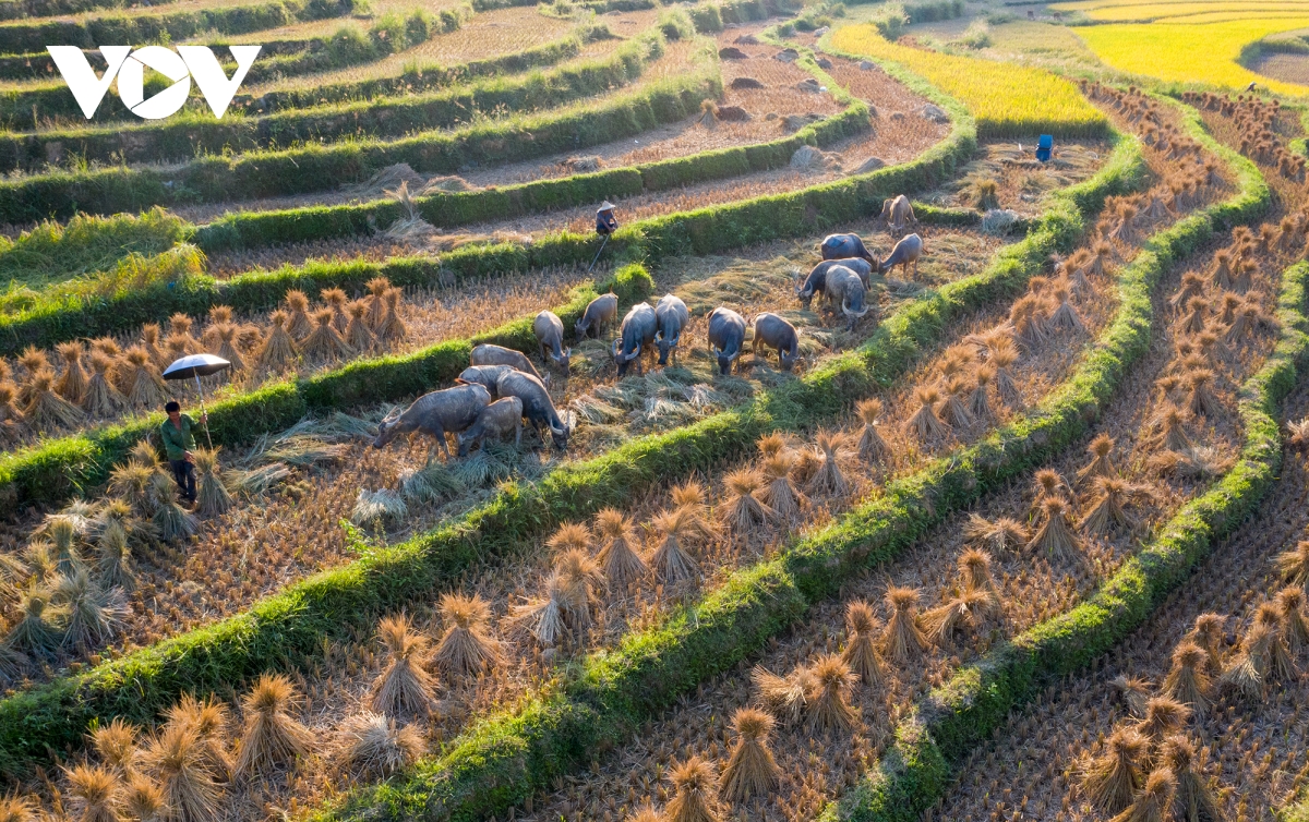 mua vang dep nao long noi bien cuong cao bang hinh anh 11