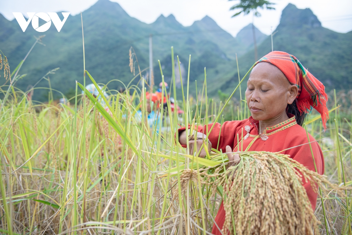 mua vang dep nao long noi bien cuong cao bang hinh anh 9
