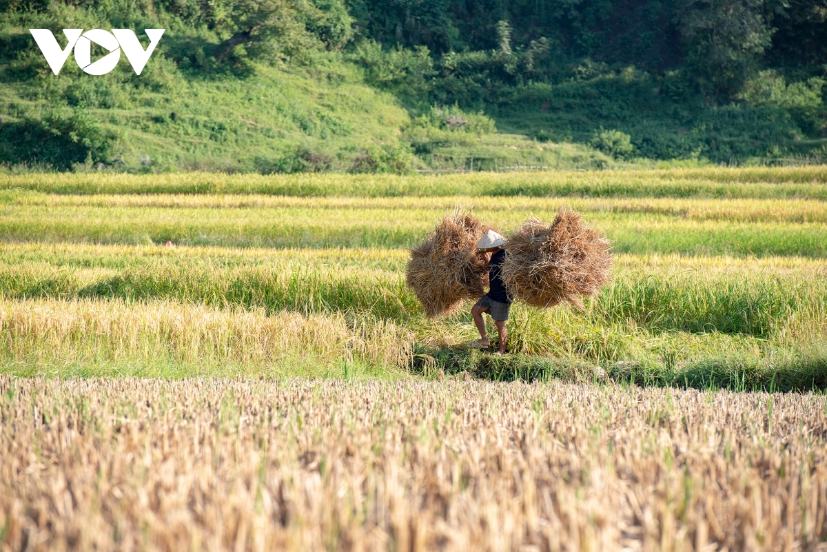 mua vang dep nao long noi bien cuong cao bang hinh anh 16