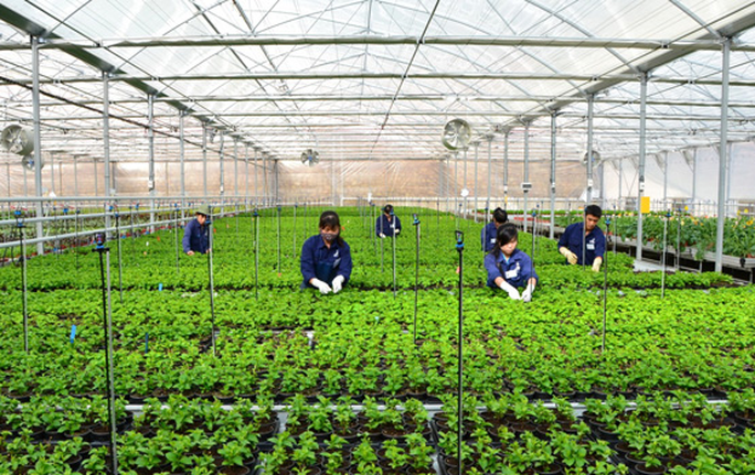 han quoc canh bao ve viec gia mao chuong trinh lao dong thoi vu