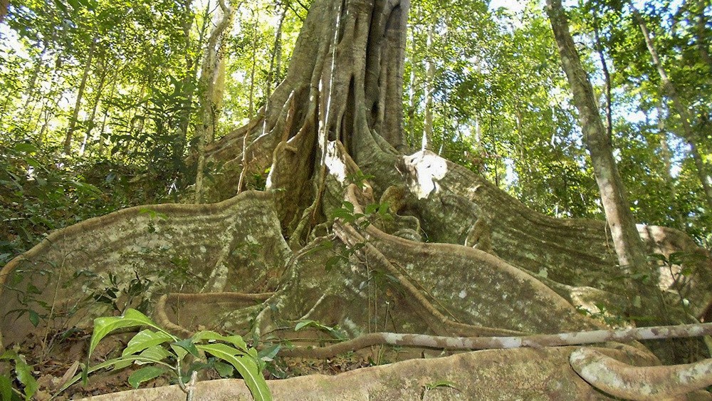 Cao nguyên Kon Hà Nừng (Gia Lai) được UNESCO công nhận là Khu dự trữ sinh quyển thế giới