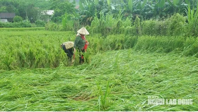 Gần 13.000 ha lúa ở Quảng Bình, Quảng Trị, Thừa Thiên Huế bị thiệt hại do mưa lớn