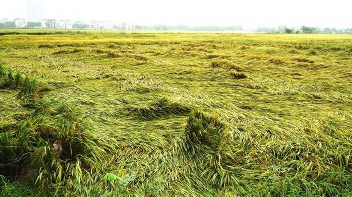 Gần 13.000 ha lúa ở Quảng Bình, Quảng Trị, Thừa Thiên Huế bị thiệt hại do mưa lớn