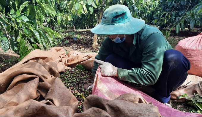 Dự án VnSAT (WB) triển khai tại Gia Lai hình thành chuỗi liên kết sản xuất theo hướng bền vững