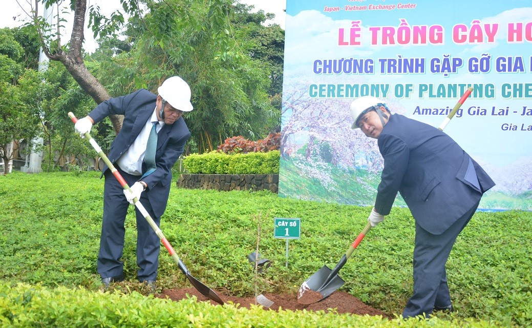 Nhật Bản tặng tỉnh Gia Lai 24 cây hoa Anh đào biểu tượng cho tình đoàn kết, hữu nghị