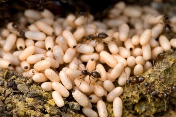 Bánh trứng kiến đặc sản của người Tày vùng Đông Bắc