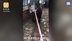 video xe giuong nam boc chay rung ruc giua pho dong nguoi o tp ho chi minh
