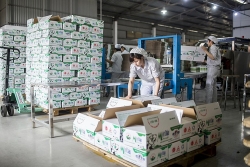 Vinamilk thể hiện kế hoạch thâu tóm sữa Mộc Châu?