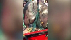 Video: Cận cảnh con cá đuối "khủng" nhất thế giới nặng 1,3 tấn vừa câu được