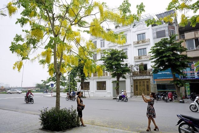 Chùm ảnh: Bất chấp "chảo lửa" hơn 40 độ C ở Hà Nội, hoa muồng hoàng yến vẫn hút hồn giới trẻ chum anh bat chap chao lua hon 40 do c o ha noi hoa muong hoang yen van hut hon gioi tre