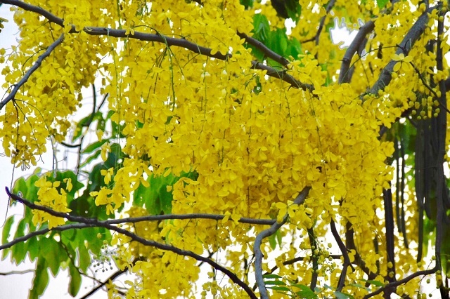 Chùm ảnh: Bất chấp "chảo lửa" hơn 40 độ C ở Hà Nội, hoa muồng hoàng yến vẫn hút hồn giới trẻ chum anh bat chap chao lua hon 40 do c o ha noi hoa muong hoang yen van hut hon gioi tre