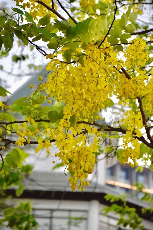 Chùm ảnh: Bất chấp "chảo lửa" hơn 40 độ C ở Hà Nội, hoa muồng hoàng yến vẫn hút hồn giới trẻ chum anh bat chap chao lua hon 40 do c o ha noi hoa muong hoang yen van hut hon gioi tre