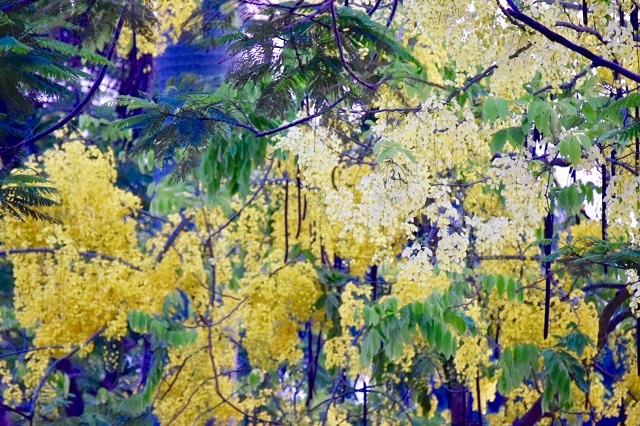 Chùm ảnh: Bất chấp "chảo lửa" hơn 40 độ C ở Hà Nội, hoa muồng hoàng yến vẫn hút hồn giới trẻ chum anh bat chap chao lua hon 40 do c o ha noi hoa muong hoang yen van hut hon gioi tre