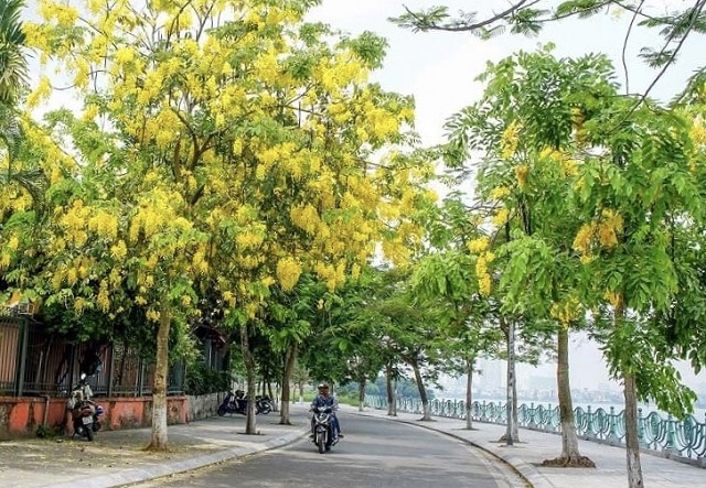 Chùm ảnh: Bất chấp "chảo lửa" hơn 40 độ C ở Hà Nội, hoa muồng hoàng yến vẫn hút hồn giới trẻ chum anh bat chap chao lua hon 40 do c o ha noi hoa muong hoang yen van hut hon gioi tre