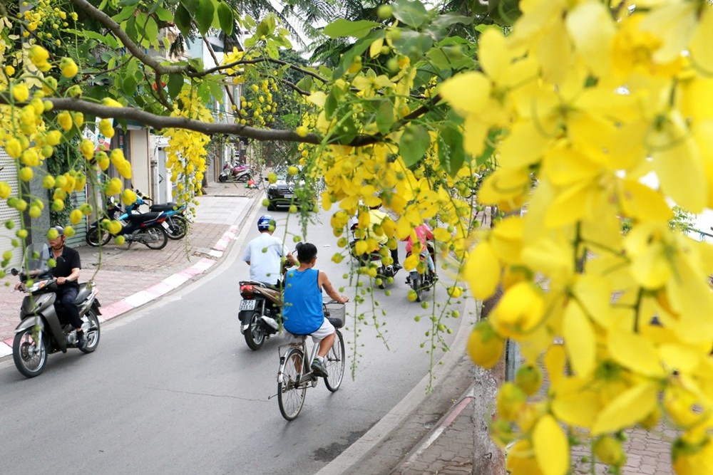 Chùm ảnh: Bất chấp "chảo lửa" hơn 40 độ C ở Hà Nội, hoa muồng hoàng yến vẫn hút hồn giới trẻ chum anh bat chap chao lua hon 40 do c o ha noi hoa muong hoang yen van hut hon gioi tre