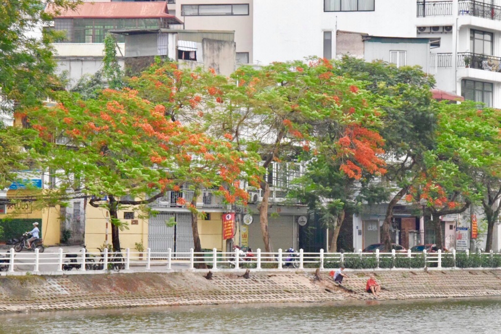 chang can di xa cung co mot thanh pho hoa phuong do giua long ha noi
