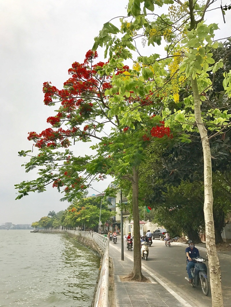 chang can di xa cung co mot thanh pho hoa phuong do giua long ha noi