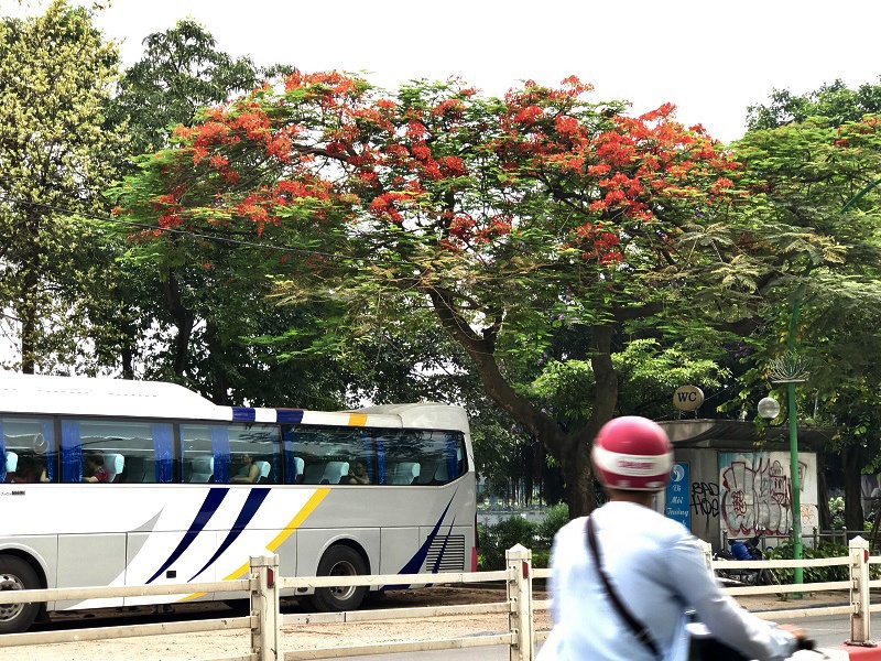 chang can di xa cung co mot thanh pho hoa phuong do giua long ha noi