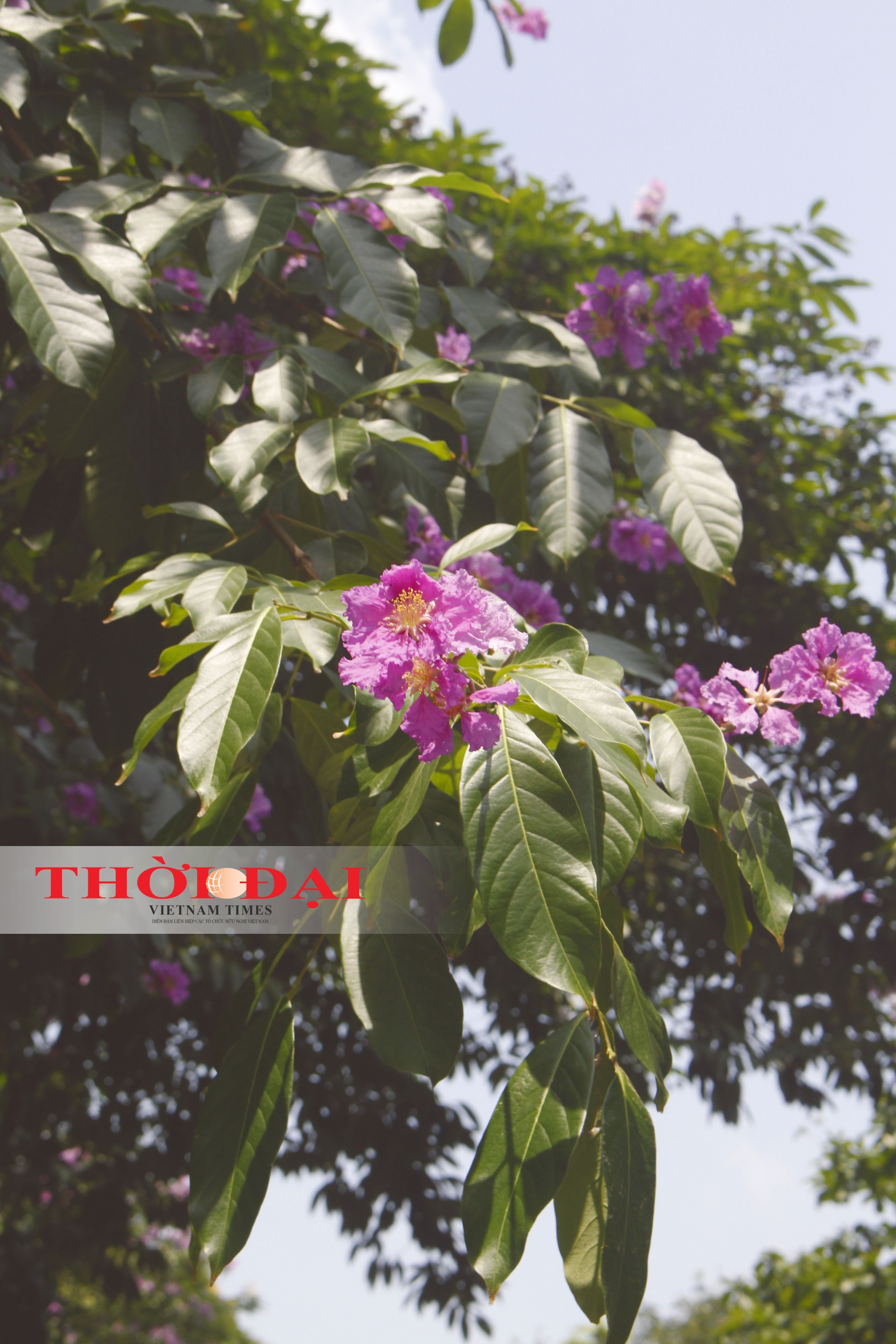 chum anh sac tim bang lang giua long ha noi