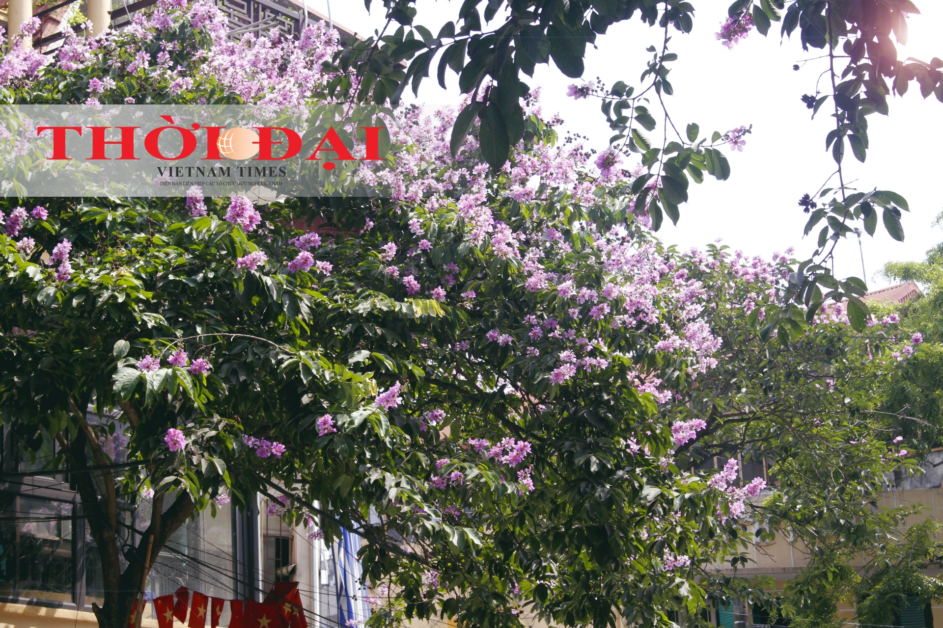 chum anh sac tim bang lang giua long ha noi
