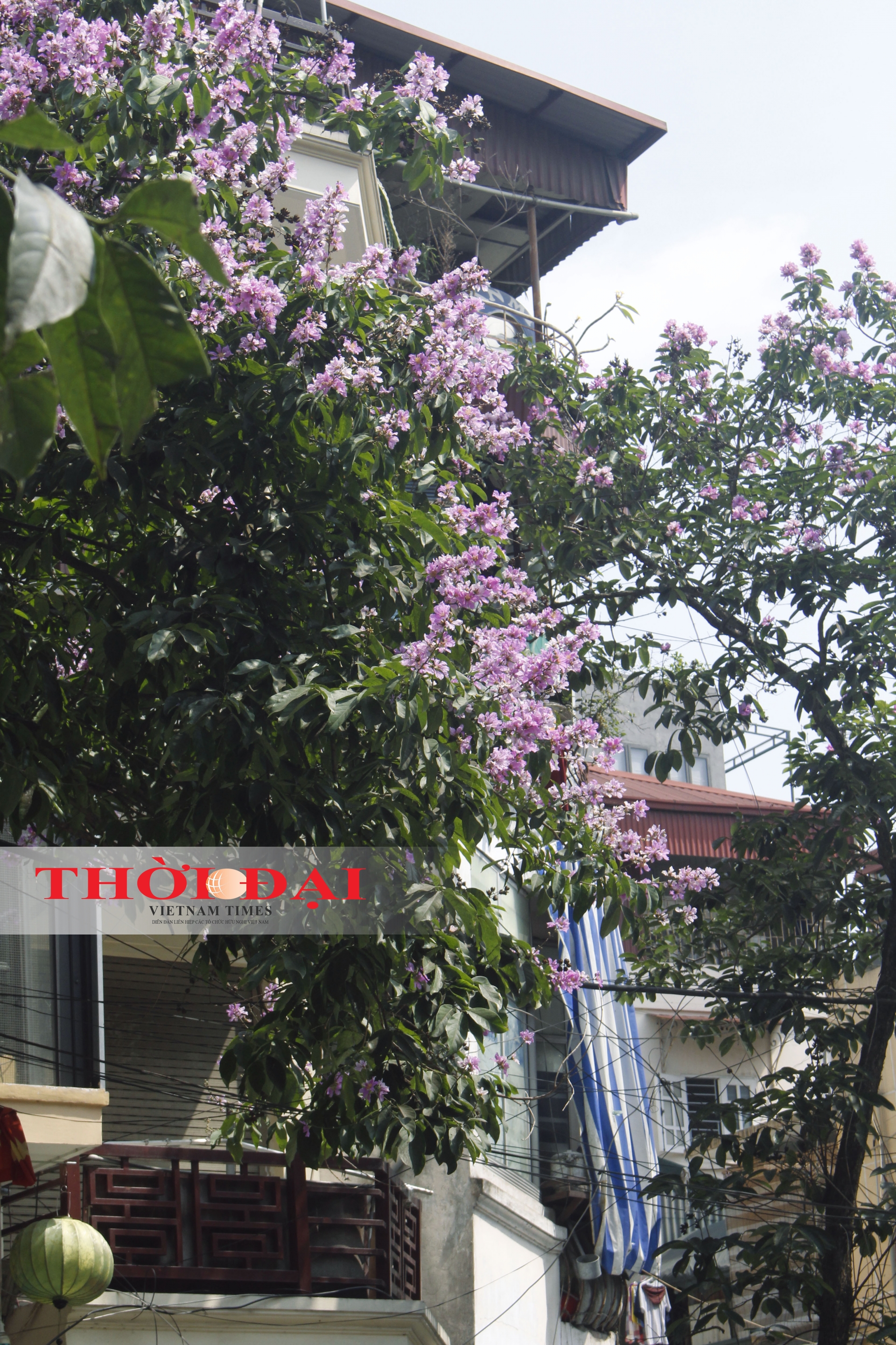 chum anh sac tim bang lang giua long ha noi