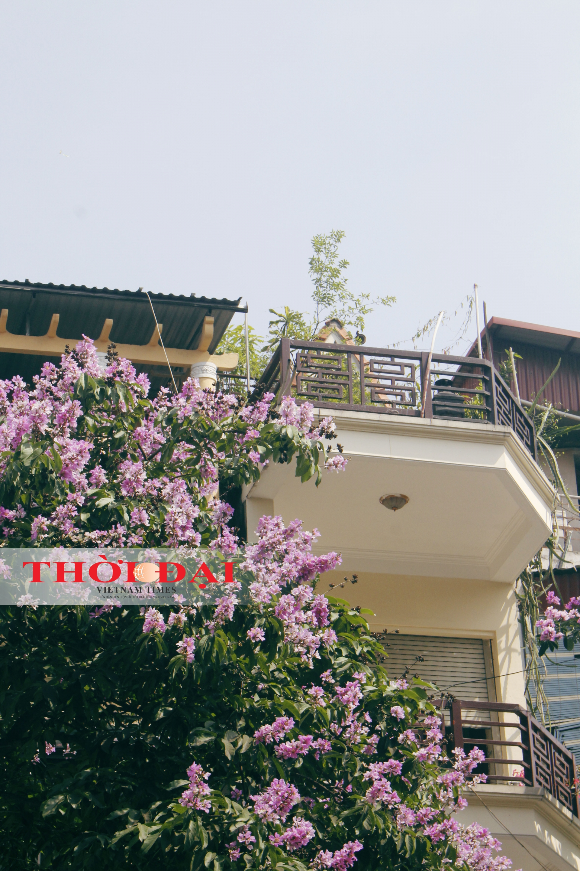 chum anh sac tim bang lang giua long ha noi