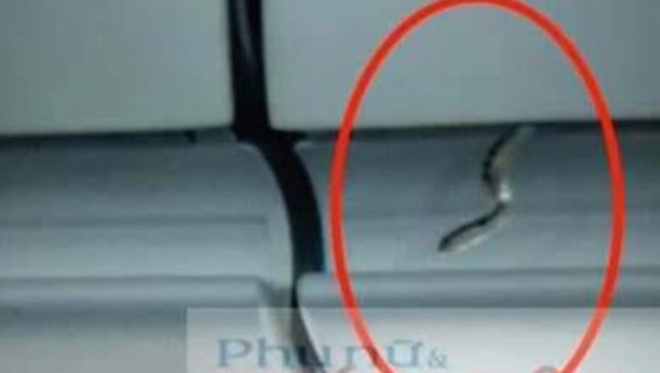 Tin mới vụ rắn xuất hiện trên chuyến bay từ TP. HCM đi Hà Nội tin moi vu ran xuat hien tren chuyen bay tu tp hcm di ha noi