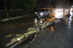 Tin bão số 2 mới nhất: Nghệ An-Hà Tĩnh mưa rất to, Hà Nội cây đổ đè trúng người