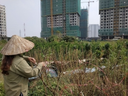 tap nap cac loai hoa cay canh chi danh cho nha giau don tet