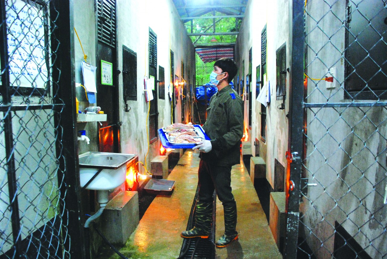 Anh Nguyễn Thanh Tuấn chia thức ăn cho hổ. 