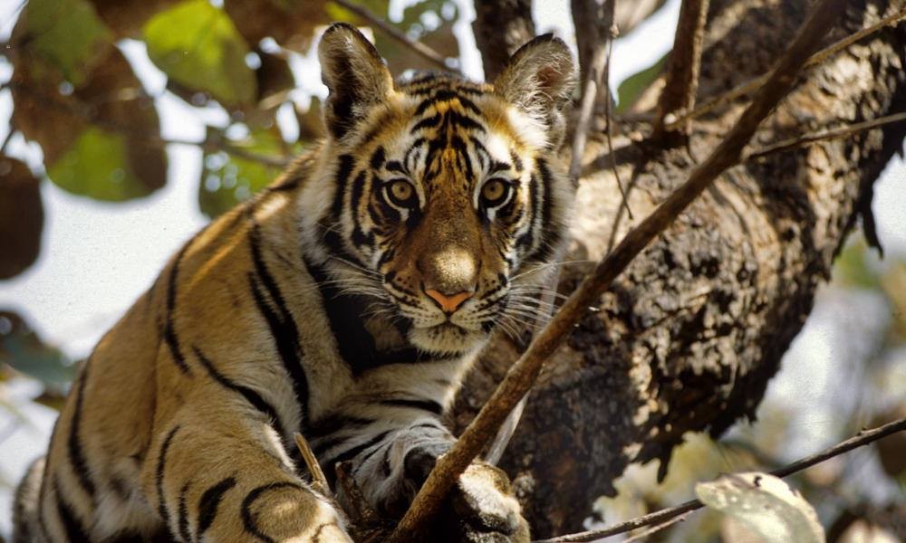 WWF cho rằng loài này có lẽ đã tuyệt chủng ở Lào. (Ảnh minh họa: WWF)