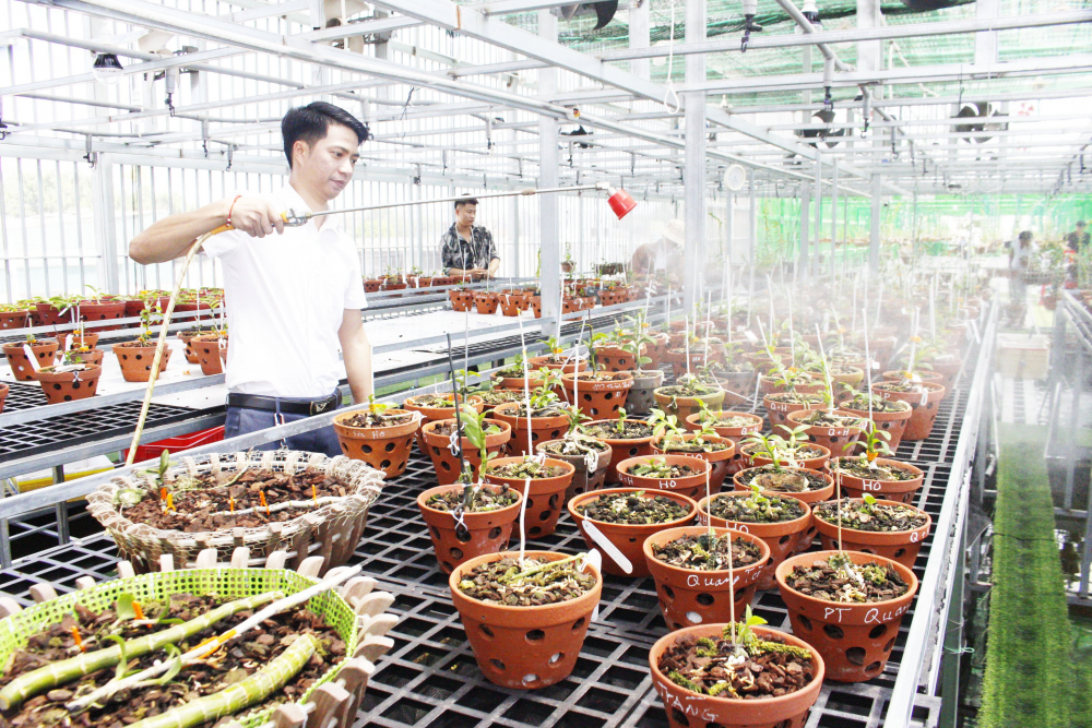 Hằng ngày anh Long theo dõi sự phát triển của Hoa Lan.