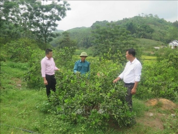 Đã giải ngân 5.700 tỷ đồng cho 19 địa phương vùng dân tộc, miền núi phía Bắc