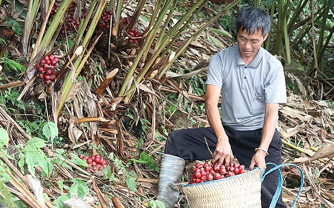 Người dân bản Tu San thu hoạch thảo quả.