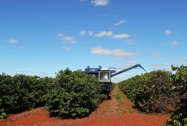 Máy thu hoạch tại vườn cà phê ở Brazil. Ảnh: Reuters