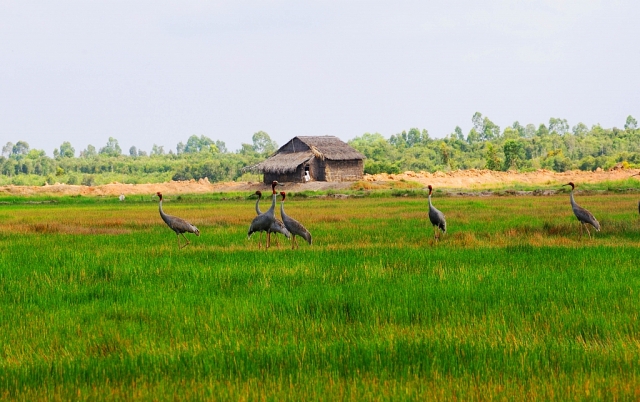 kien giang ngat ngay canh seu dau do ve dong co bang san moi
