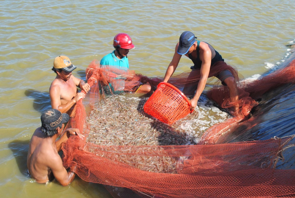 tom viet nam chinh thuc co san giao dich