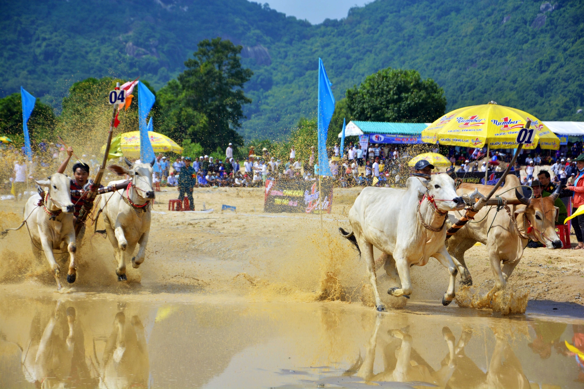 man nhan gay can tai hoi dua bo bay nui nam 2019 o an giang
